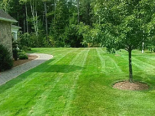 A manicured lawn with a stone walkway winding between mature trees.