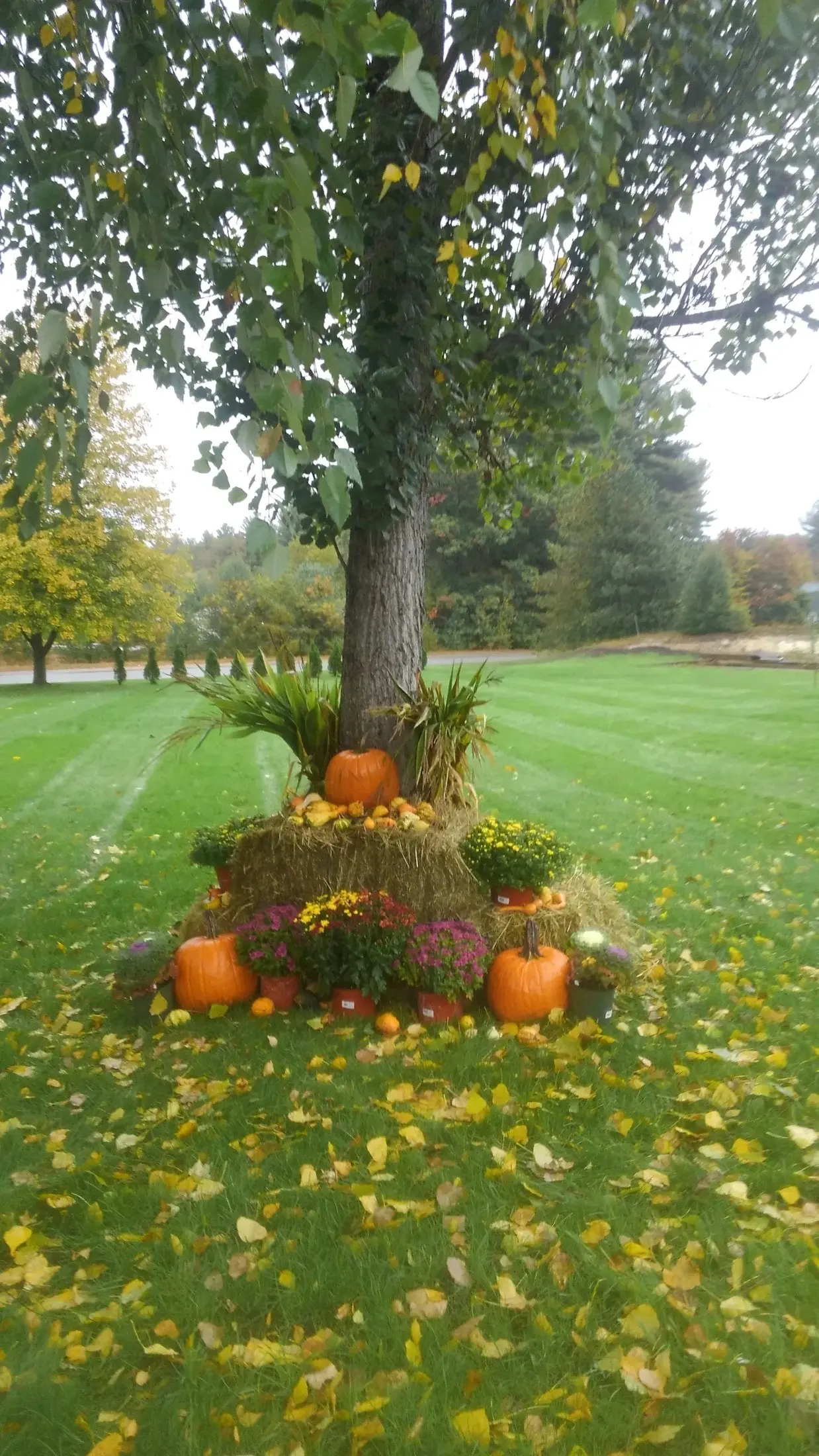 A tree surrounded by pumpkins and flowers in a park.